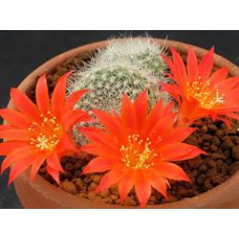 بذر ربوتیا مینوسکولا بذر ربوتیا مینوسکولا