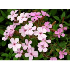 بذر گیاه صابونی