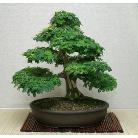 بذر درخت اقاقیا بذر درخت اقاقیا