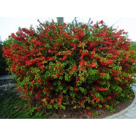 بذر درختچه به ژاپنی بذر درختچه به ژاپنی