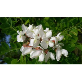 بذر درخت اقاقیا بذر درخت اقاقیا