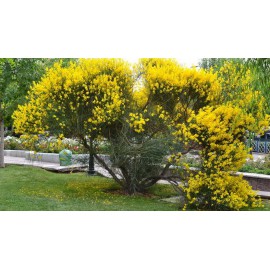 بذر درخت گل طاووسی بذر درخت گل طاووسی