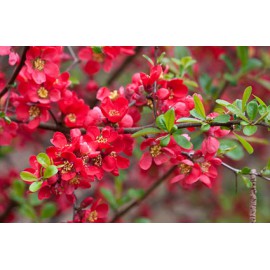 بذر درختچه به ژاپنی بذر درختچه به ژاپنی