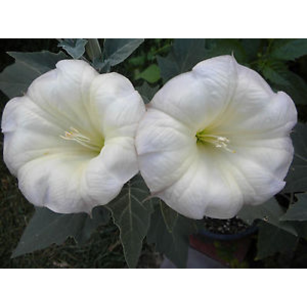 بذر گل بوقی بذر گل بوقی