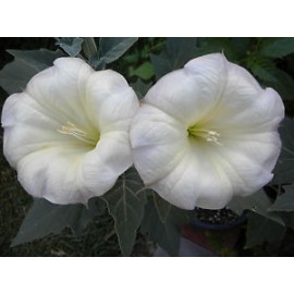 بذر گل بوقی