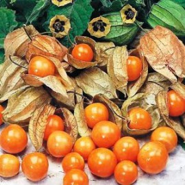 بذر فیسالیس زرد هندی بذر فیسالیس زرد هندی