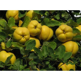 بذر درختچه به ژاپنی بذر درختچه به ژاپنی