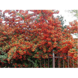 بذر پیراکانتا کوکسینیا بذر پیراکانتا کوکسینیا