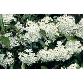 بذر پیراکانتا کوکسینیا بذر پیراکانتا کوکسینیا