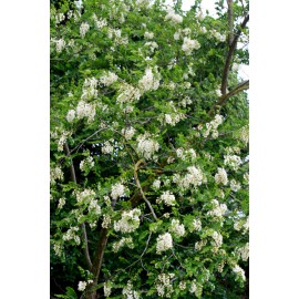 بذر درخت اقاقیا بذر درخت اقاقیا