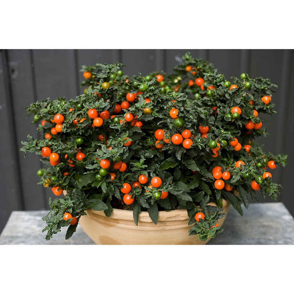 بذر گیلاس زینتی بذر گیلاس زینتی