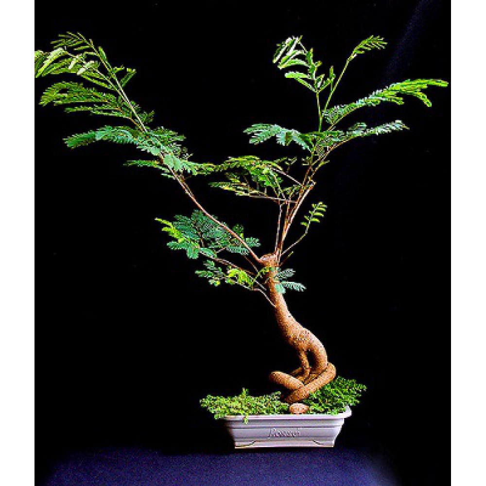 بذر درخت ابریشم مصری بذر درخت ابریشم مصری