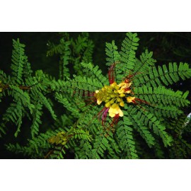 بذر درخت ابریشم مصری بذر درخت ابریشم مصری