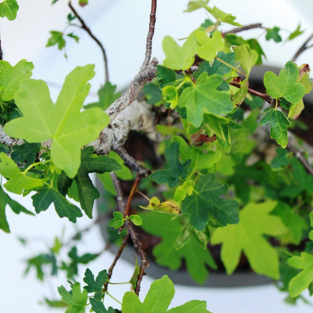 بذر درخت کیکم بذر درخت کیکم