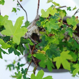 بذر درخت کیکم