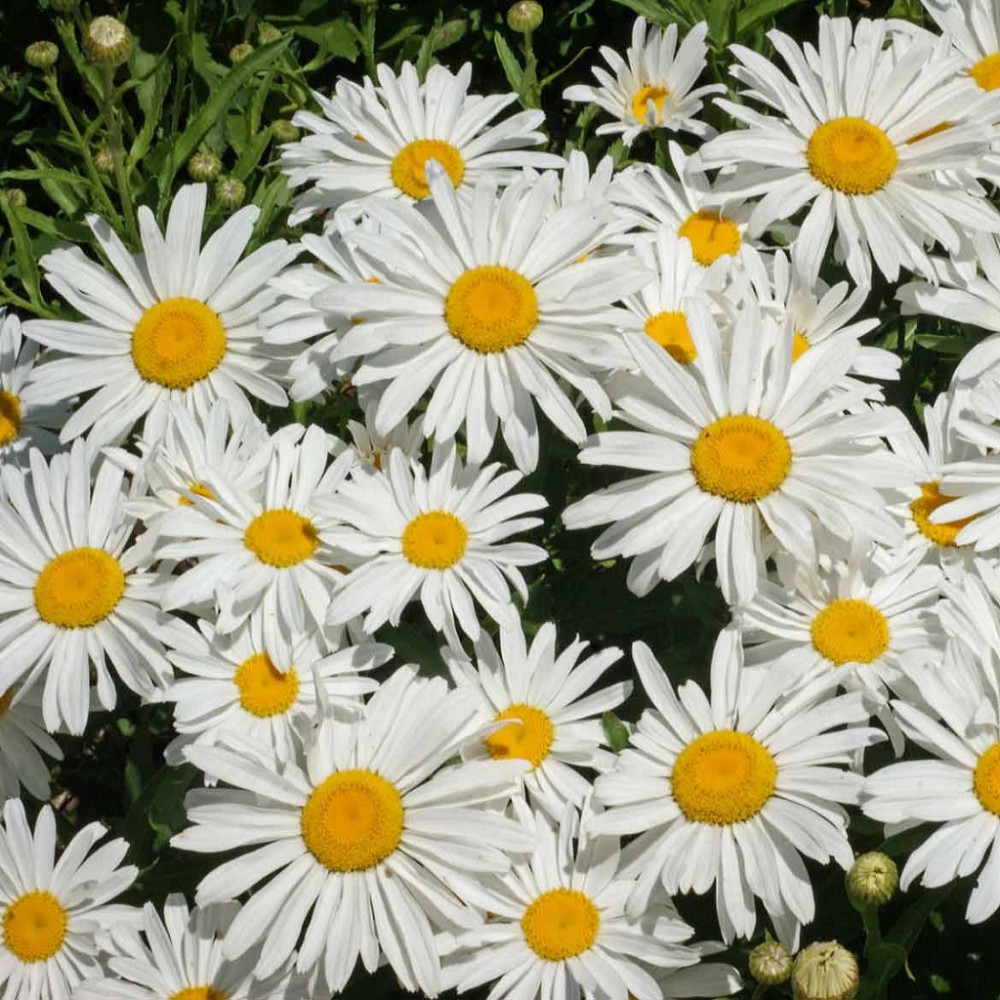 بذر گل مارگریت