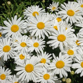 بذر گل مارگریت