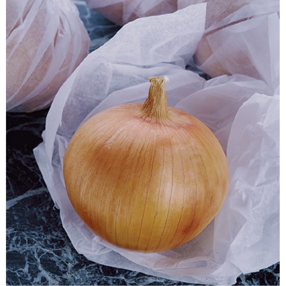 بذر پیاز کندی F1 بذر پیاز کندی F1