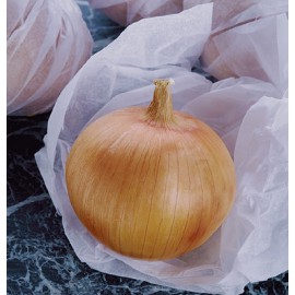 بذر پیاز کندی F1 بذر پیاز کندی F1