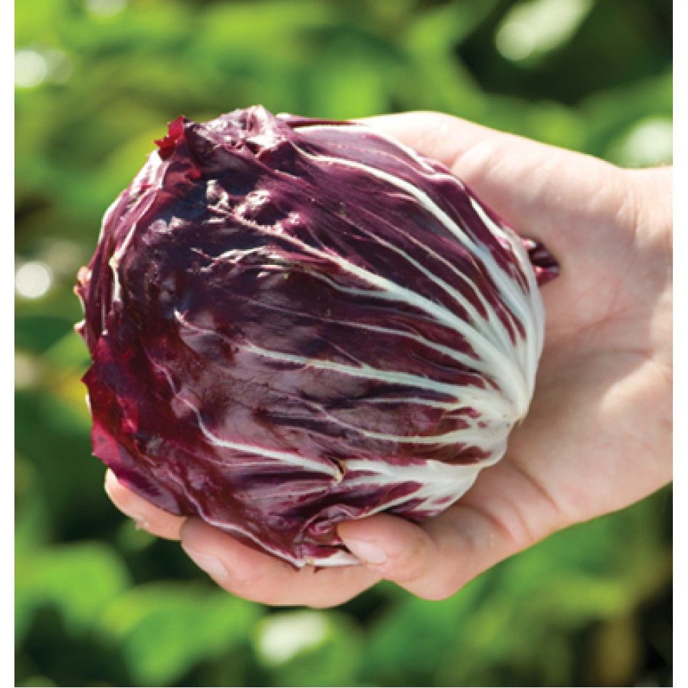 بذر کاسنی پرسئو