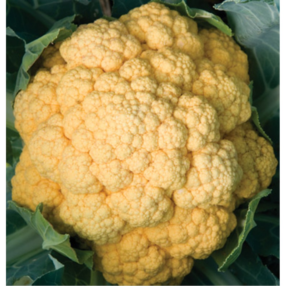 بذر گل کلم چدار