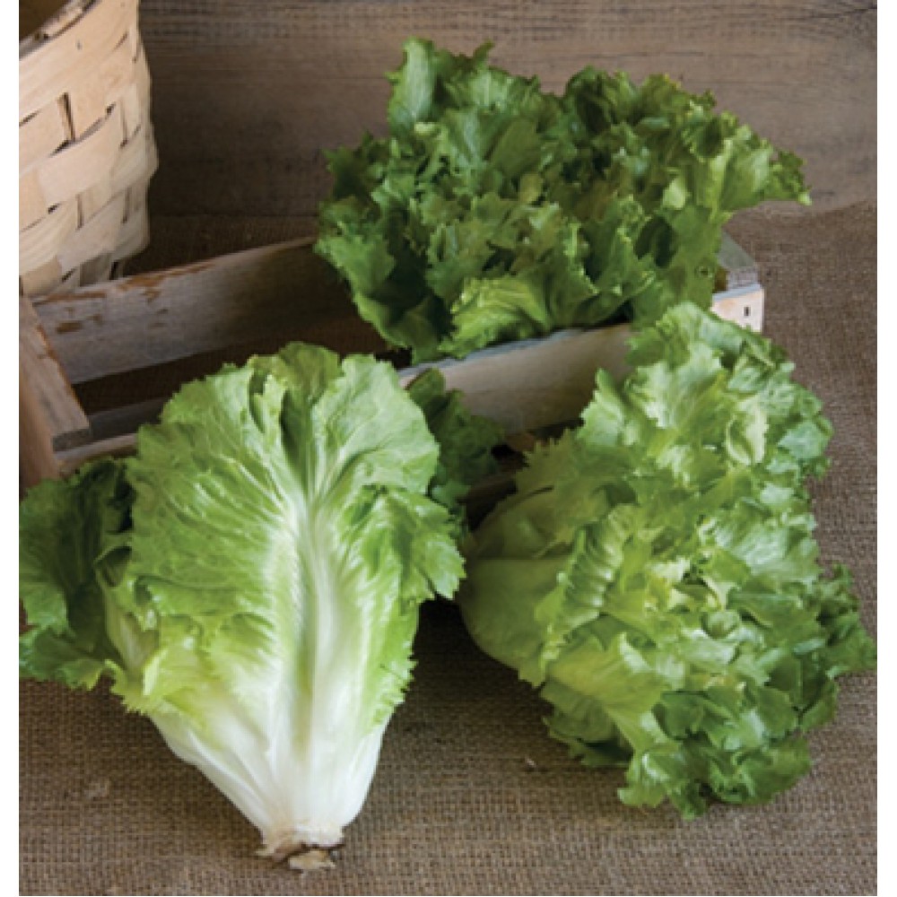 بذر کاسنی ناتاشا