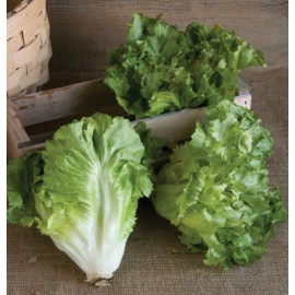 بذر کاسنی ناتاشا