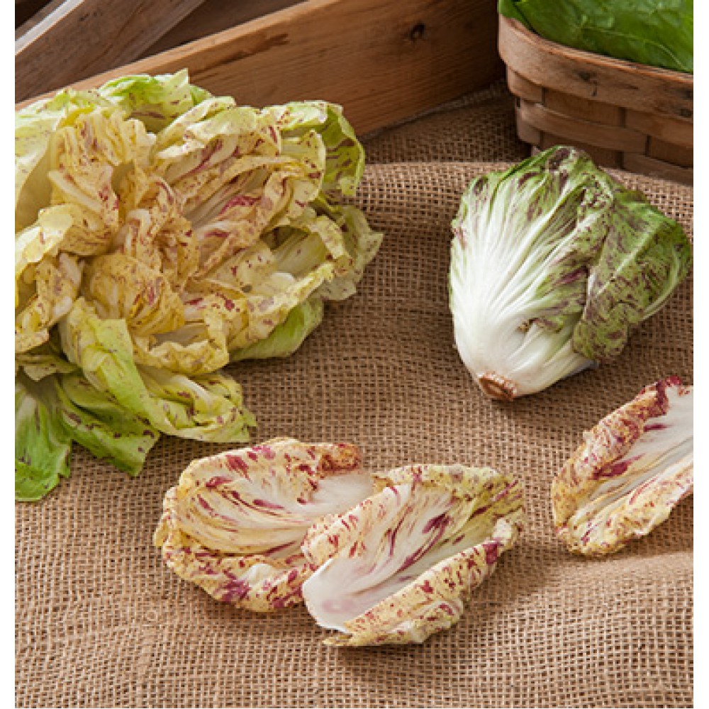 بذر کاسنی بل فیور