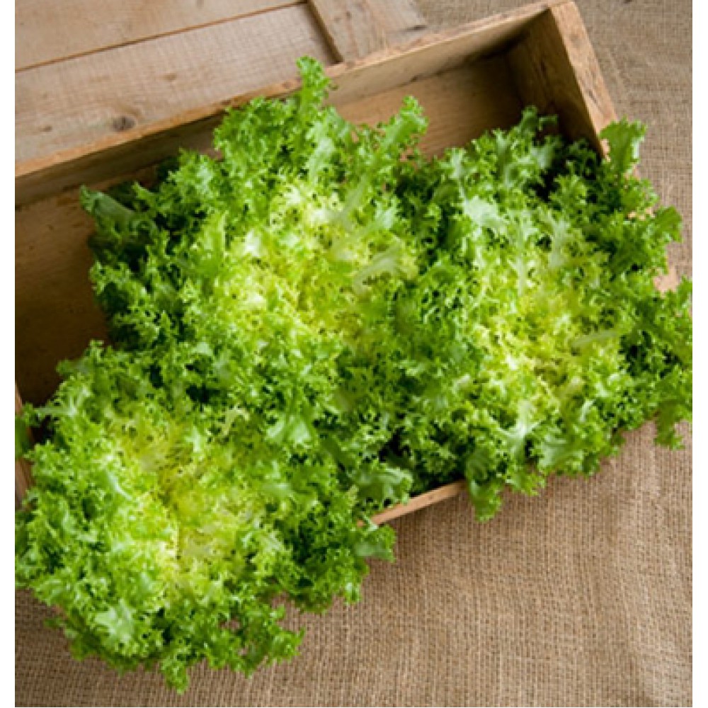 بذر کاسنی فرنگی دوبویزن