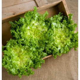 بذر کاسنی فرنگی دوبویزن