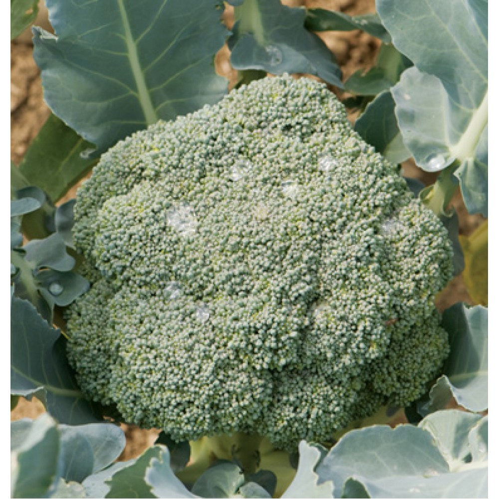 بذر کلم بروکلی ایمپریال F1