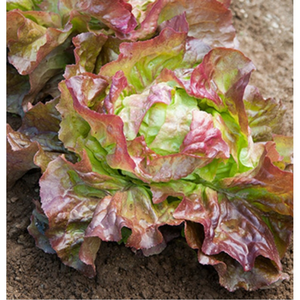 بذر کاهو ادوکس