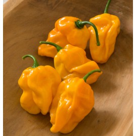 بذر فلفل نومکس بذر فلفل نومکس