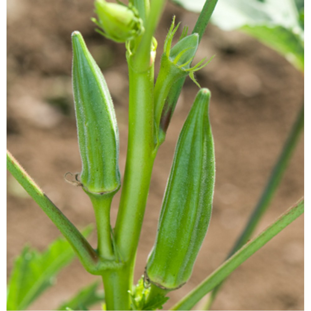 بذر بامیه جامبالایا F1