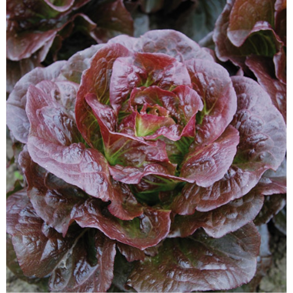 بذر کاهو Rhazes