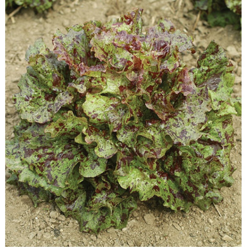 بذر کاهو خال‌دار