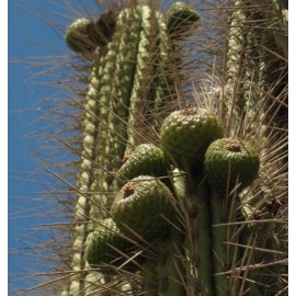 بذر میوه کوپایو بذر میوه کوپایو