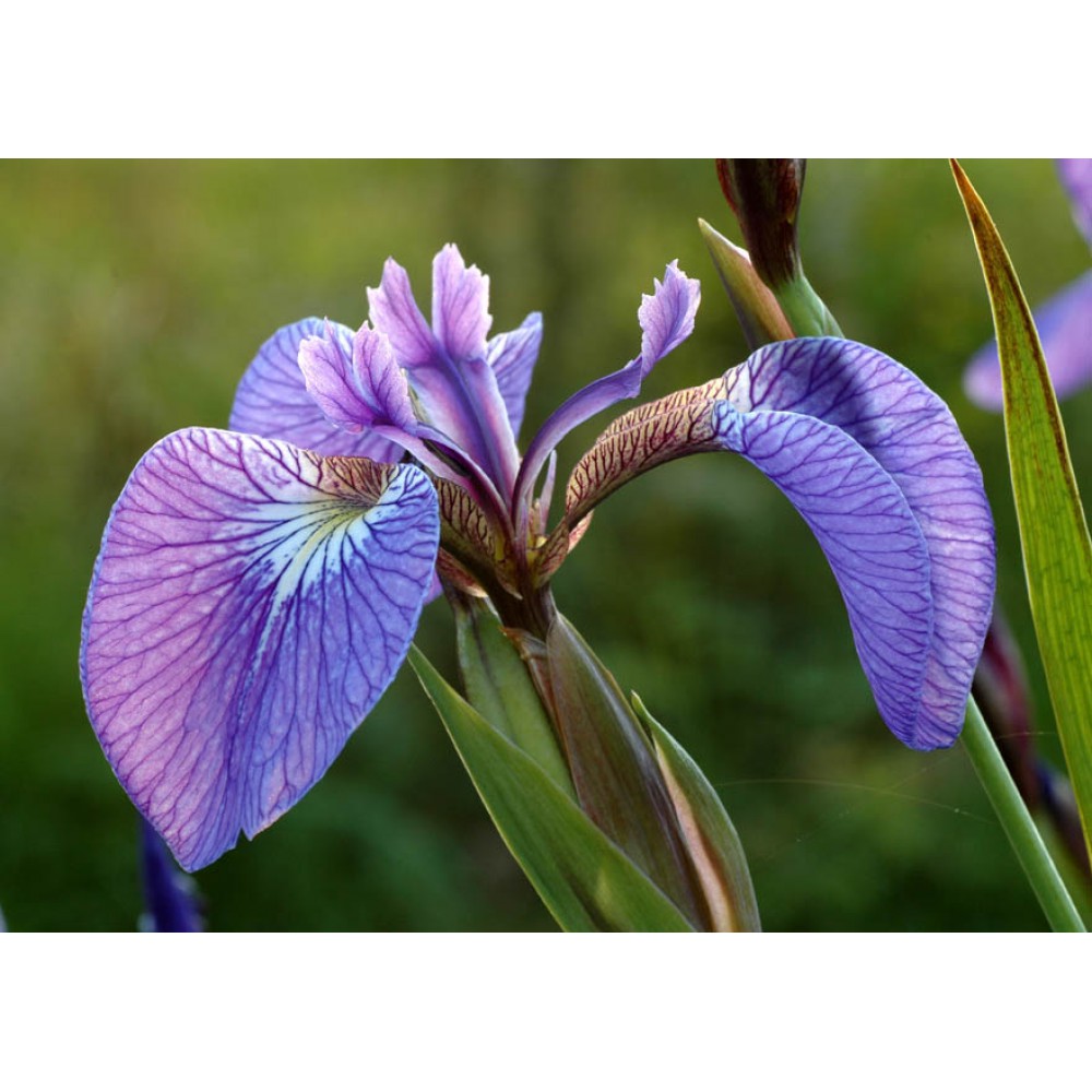 بذر گل آیریس ستوزا