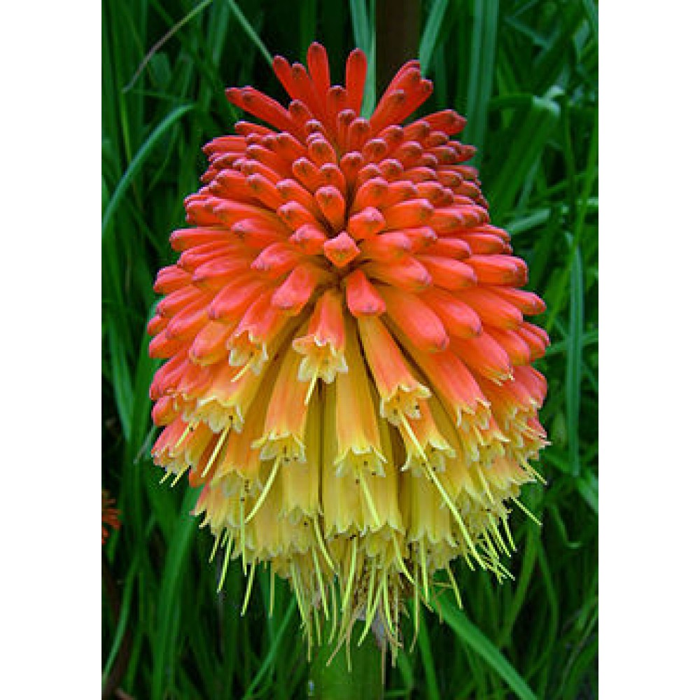 بذر گل گرزی بذر گل گرزی