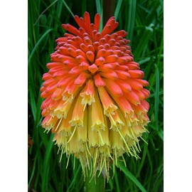 بذر گل گرزی