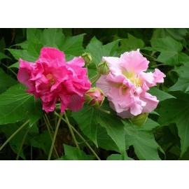 بذر درخت ختمی رنگارنگ