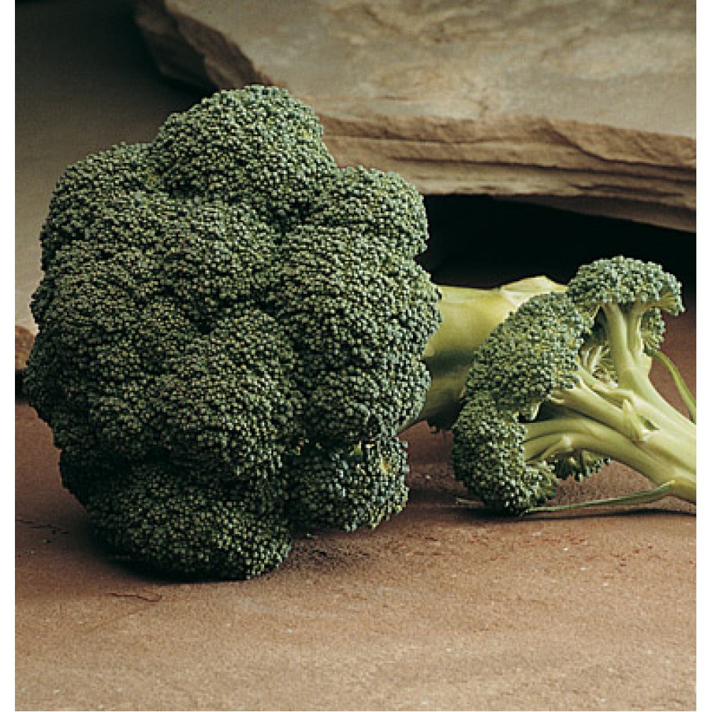 بذر کلم بروکلی آرکادیا F1