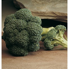 بذر کلم بروکلی آرکادیا F1