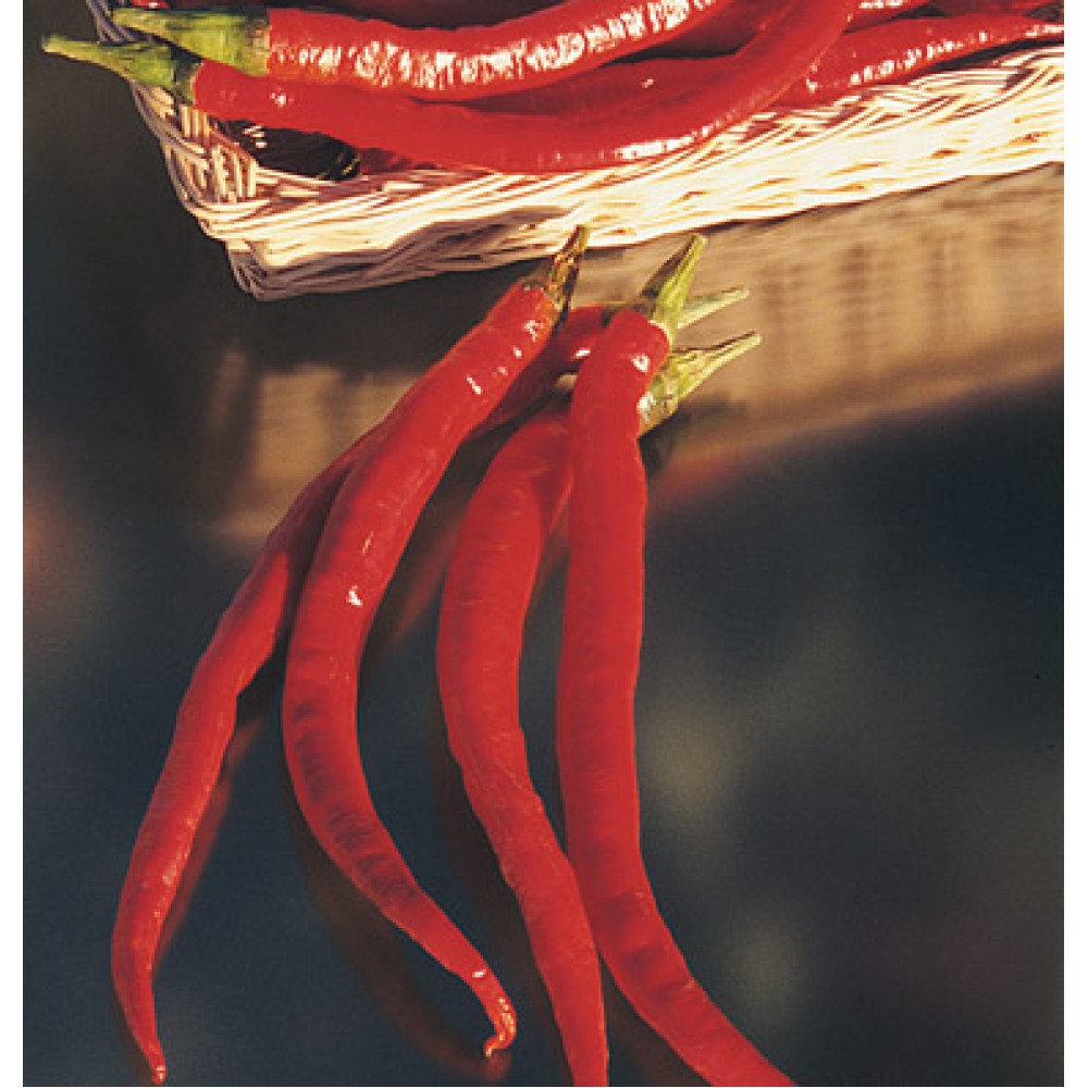 بذر فلفل بلند کاین جو بذر فلفل بلند کاین جو