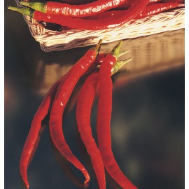 بذر فلفل بلند کاین جو