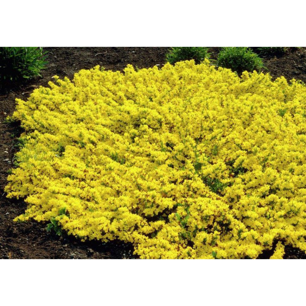 بذر درخت گل طاووسی بذر درخت گل طاووسی