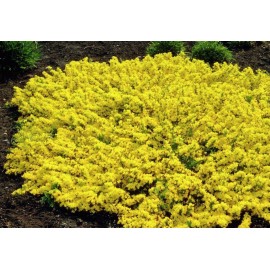 بذر درخت گل طاووسی