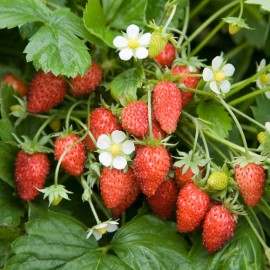 بذر توت فرنگی وحشی