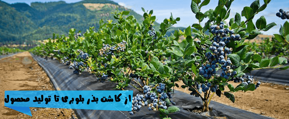 بذر بلوبری پابلند آمریکایی میکس جنوبی