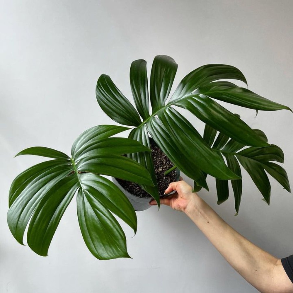 بذر برگ انجیری کنتیایی بذر برگ انجیری کنتیایی